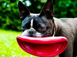Happy National Dog Day!