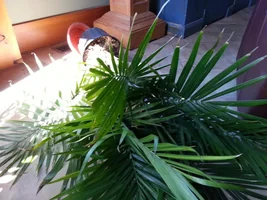 Frenchie Poll:  Has your Frenchie chewed up any of your prize possessions?
