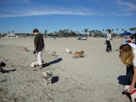 Frenchie Meet up group event this weekend Dec 1st