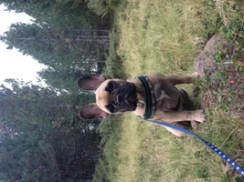 Puppy weight / Adult size