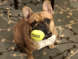 Favorite Toys