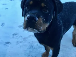 Hans