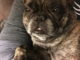 ~ENTER HERE~ October Frenchie of the Month - TOOFS AND FANGS -