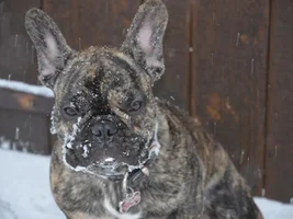 March 2014 Frenchie of the Month Contest ~ENTER HERE~