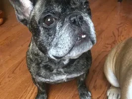 What are you feeding your Frenchie?