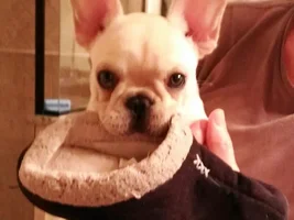 August 2014 Frenchie of the Month Contest ~ENTER HERE~