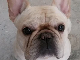 ~ENTER HERE~ March Frenchie of the Month Contest "FRENCHIE FACES"