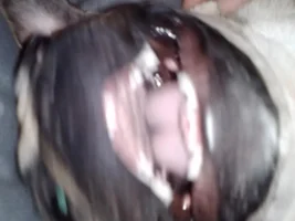 Silly Picture Dump
