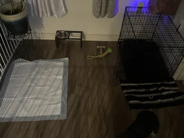 Frenchie Rage