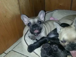 Max and pepper puppies