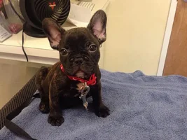 6 week puppy pictures! Opinions?!
