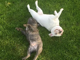 4 PAW MEMBERS!!!  Please VOTE for your favorite FRENCHIE!!!