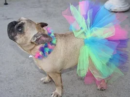 ~Charming~French Bulldog Available for Adoption in Arkansas