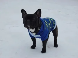 Let's see frenchies in sweaters :)