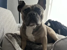Ear flopped after hematoma