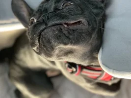 ~ENTER HERE~ April 2019 Frenchie of the Month "SMILING FRENCHIES"