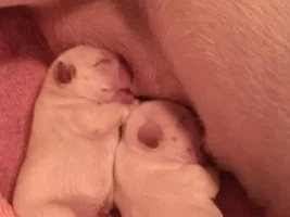 Hazel had her pups