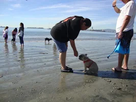 Frenchie Meet up group event this weekend Dec 1st