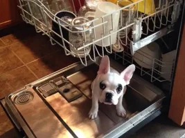 Louie and the Dishwasher!!