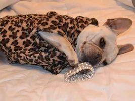 4 PAW MEMBERS!!! Vote for October Frenchie of the Month!!!