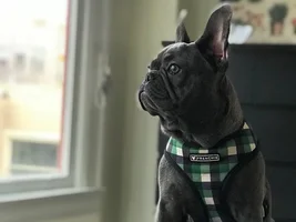 Concerned puppy mama needs help! Bloody stool and allergy trouble