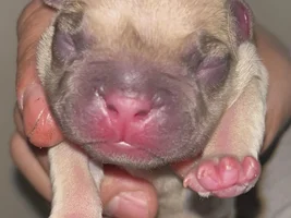 What Color is My French Bulldog’s Mask?