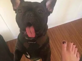 Tongue