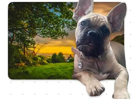 📷 Please submit a photo for the French Bulldog News Header & Logo!