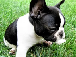Post your favorite puppy picture!!!