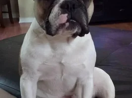 VOTE NOW! Snoring Snoozing Frenchie Contest!