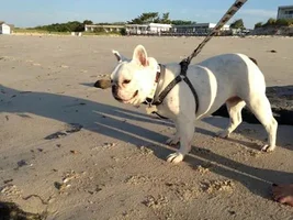 ~Dior~French Bulldog Available for Adoption in Massachusetts