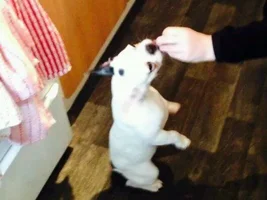 Whos Frenchie loves to pose..