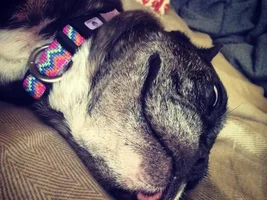 Advice for a new frenchie owner...