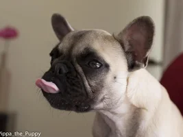 Pippa the Puppy