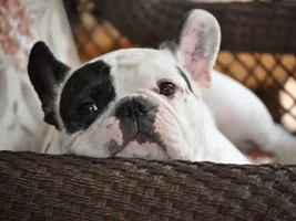 February 2014 ~ Frenchie of the Month Contest ~ ENTER HERE ~