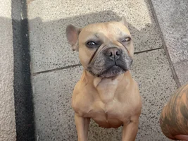 Ruby 4 years Old