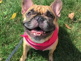 4 PAW MEMBERS!!!!   Please vote for your favorite FRENCHIE FACES!