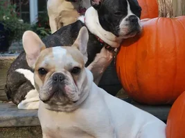 Happy fall everyone!