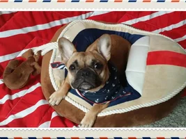 4 PAW MEMBERS ~ VOTE NOW ~ September Frenchie of the Month :D