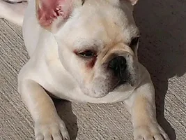 Henri