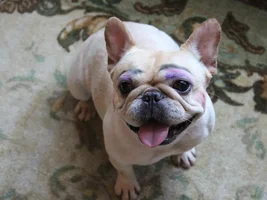 Old BullDogs Are Amazing