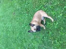 ~ENTER HERE~ November Frenchie of the Month "TURKEY LEG" Contest