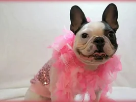 January 2014 Frenchie of the Month Contest ~ENTER HERE~