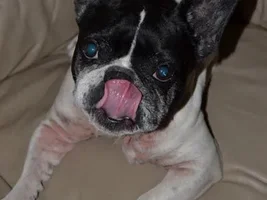 ~Karma~French Bulldog Available for Adoption in Florida