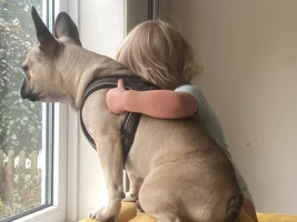 📷 Please submit a photo for the French Bulldog News Header & Logo!