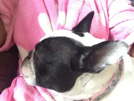 VOTE NOW! Snoring Snoozing Frenchie Contest!