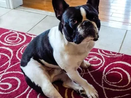 ENTER HERE ~ November Frenchie of the Month ~ Turkey Leg Contest