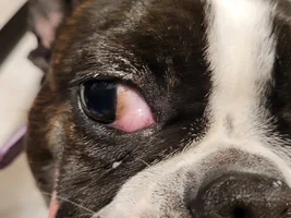 Need help! Possible cherry eye?