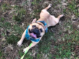 ~ENTER HERE!~ Annual Frenchie of the Month Turkey Leg Contest!!