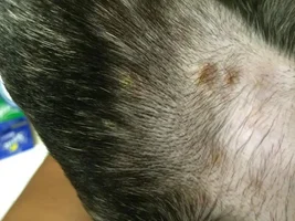 Cohen's Skin/Allergy Issues - PLEASE HELP!!!